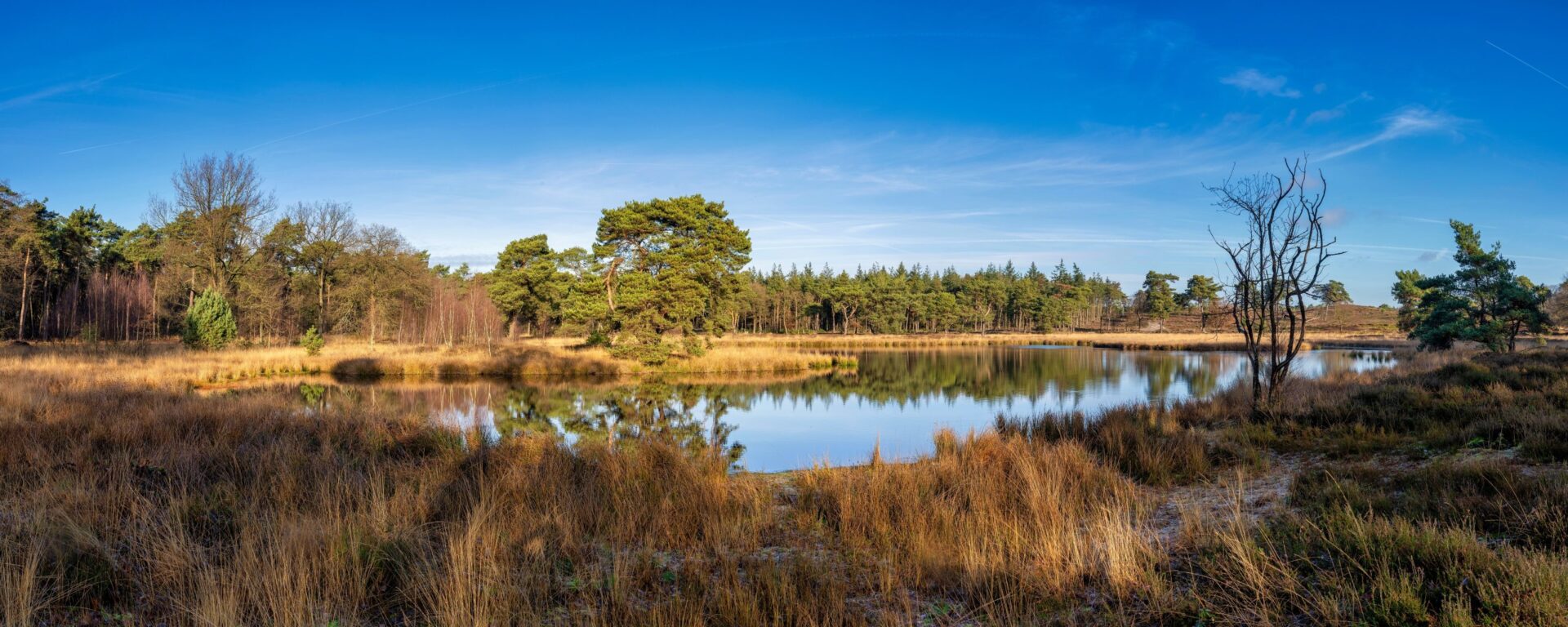 In deze panoramische landschapsfoto is een meertje in het midden te zien, omringd door dichte bebossing. In de voorgrond is bruingele begroeiing, vermoedelijk riet. Het water van het meertje reflecteert de omgeving als een spiegel. De lucht is helderblauw.